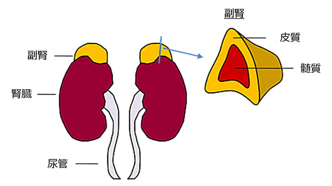 副腎の位置と構造