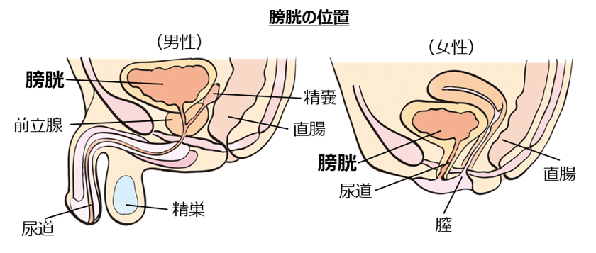膀胱の位置