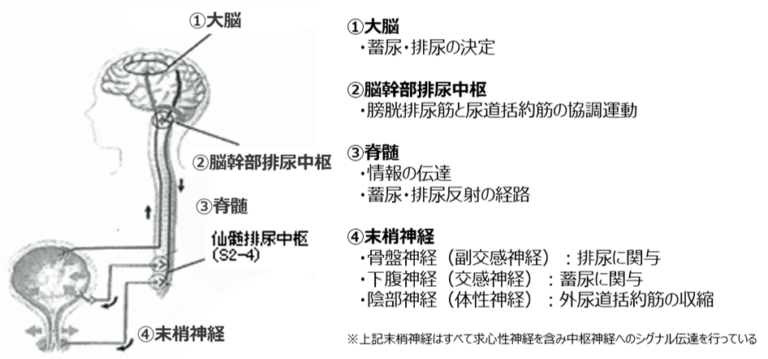 神経因性膀胱の診断について医師に相談する